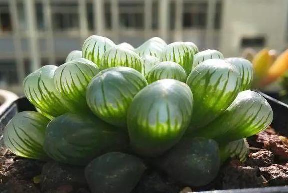 玉露|在家盆栽多肉玉露，不想它摊大饼、叶片干瘪就该注意这些