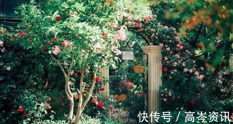 小区|坐拥270㎡大院子,她如何用五年时间,打造成了全小区最美的花园