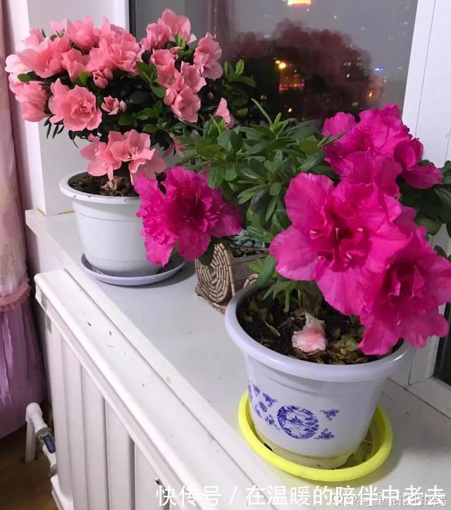 养花技巧公认难养的3种花,高手用经验告诉你,怎样快速开花