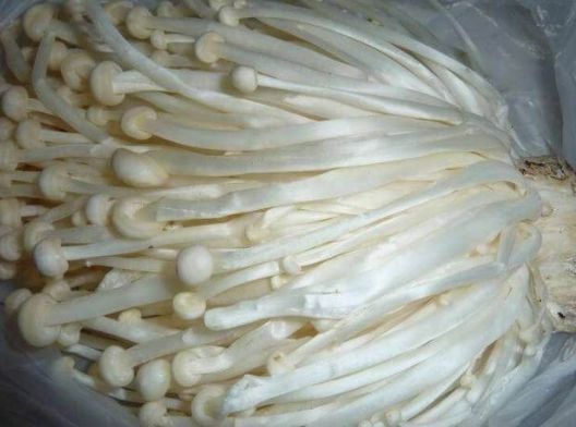 专家|金针菇放进冰箱,继续生长还能吃吗?专家揭晓答案,早看早放心!