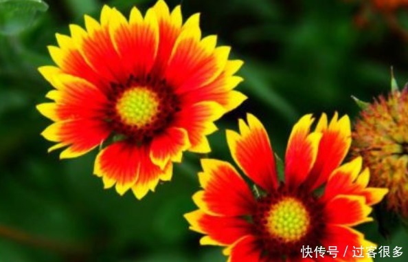 牡丹花|适合夏天养的花卉，枝繁叶茂开花爆盆，花大色艳花期长，漂亮极了