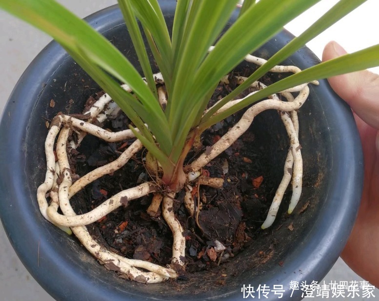 网购兰花服盆难,关键在于上盆前,简单4步服盆快,不僵苗发芽多