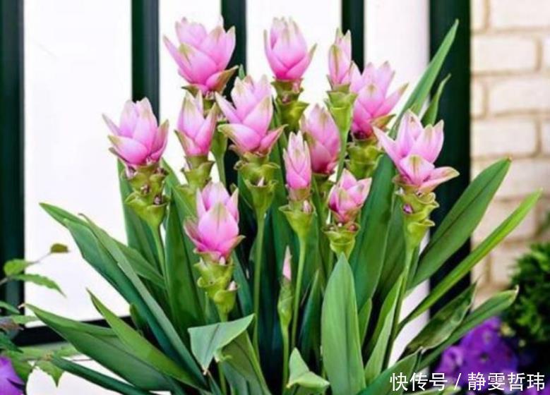 4种花,容易打理易开花,“花香”飘满屋,花美心情好!