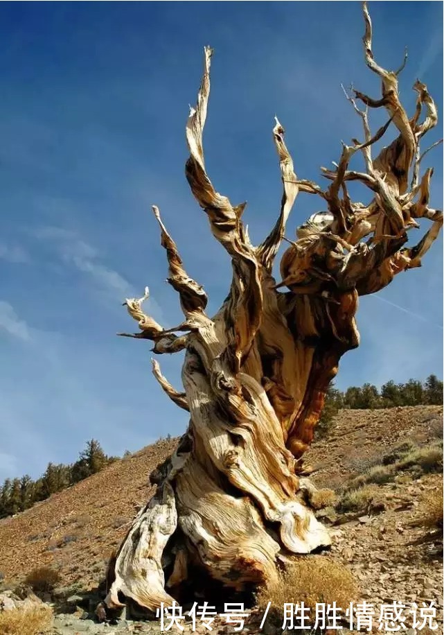 生活:大繁若简,大悟以钝