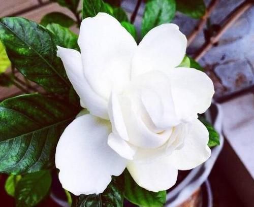 日常盆栽栀子花，满足3点要求，花朵可持久散发清香、制成花茶