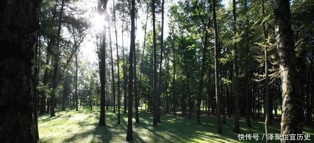 杨柳树|“生不睡柳,死不睡杨”,这俗语什么意思,杨柳树有什么说法