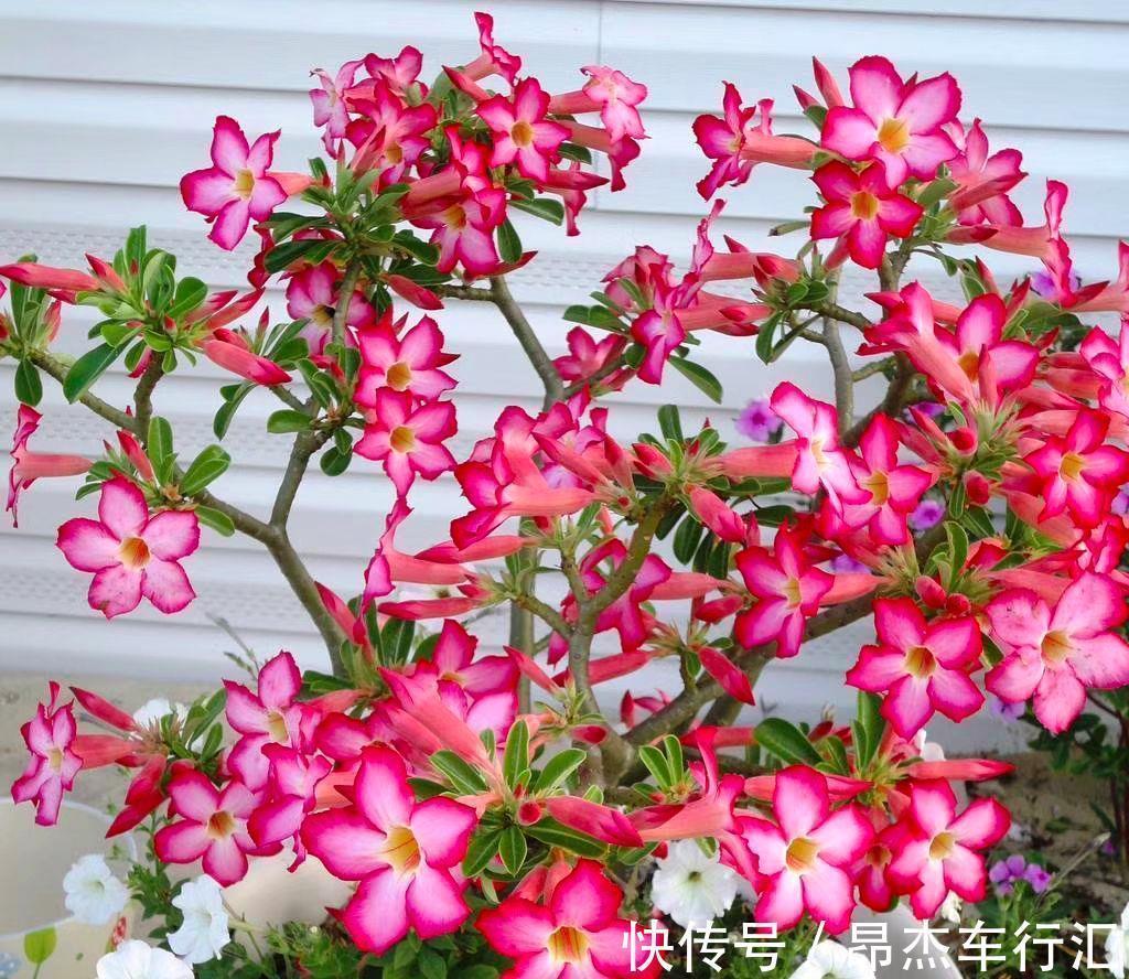 有害气体|家里养这12种“吸毒”绿植,净化空气,老人小孩少生病