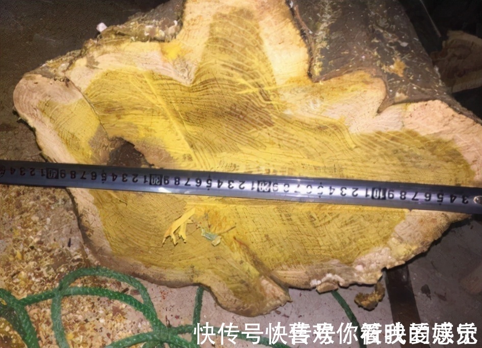 柘树长得不起眼,为何却能和紫檀齐名,还被称为“帝王木”