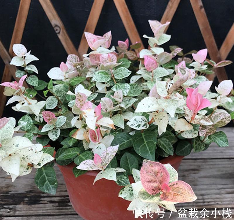 优雅灵动婉转清丽的花叶藤草,花叶络石这么养护,缤纷芳菲如彩蝶