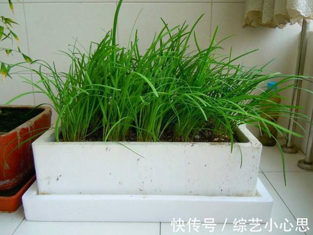 10种“阳台菜”，不分季节有空就能种，周期短长得快，家人都能吃