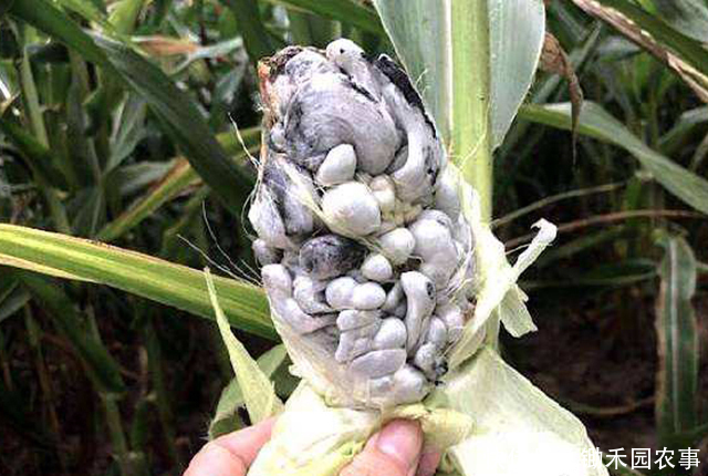 玉米棒|玉米棒上长出发霉一样的东西,别扔那是珍贵的天然黑松露