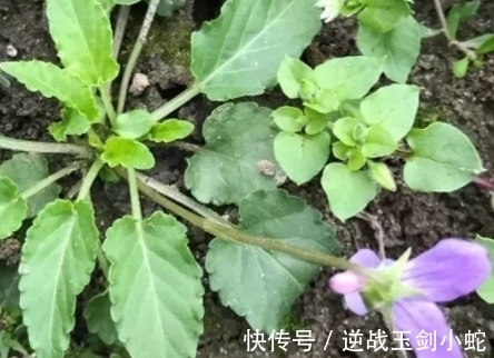 紫色|叶子长得像犁头,开的花是紫色的,遇见挖回家