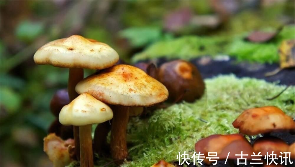 野菊!关于秋天的34首诗词,勾起了无数人的乡土情怀