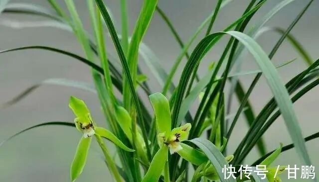 萧艾!五言绝句◆空谷幽兰