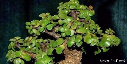 快速|想养盆景就选“它”,一根“小枝条”,变成大“盆景”,只需一年