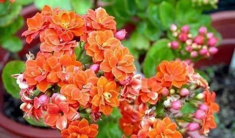 酸性|家里的橘子皮别丢了，用来养长寿花，酸性大肥力足，叶绿开花美！