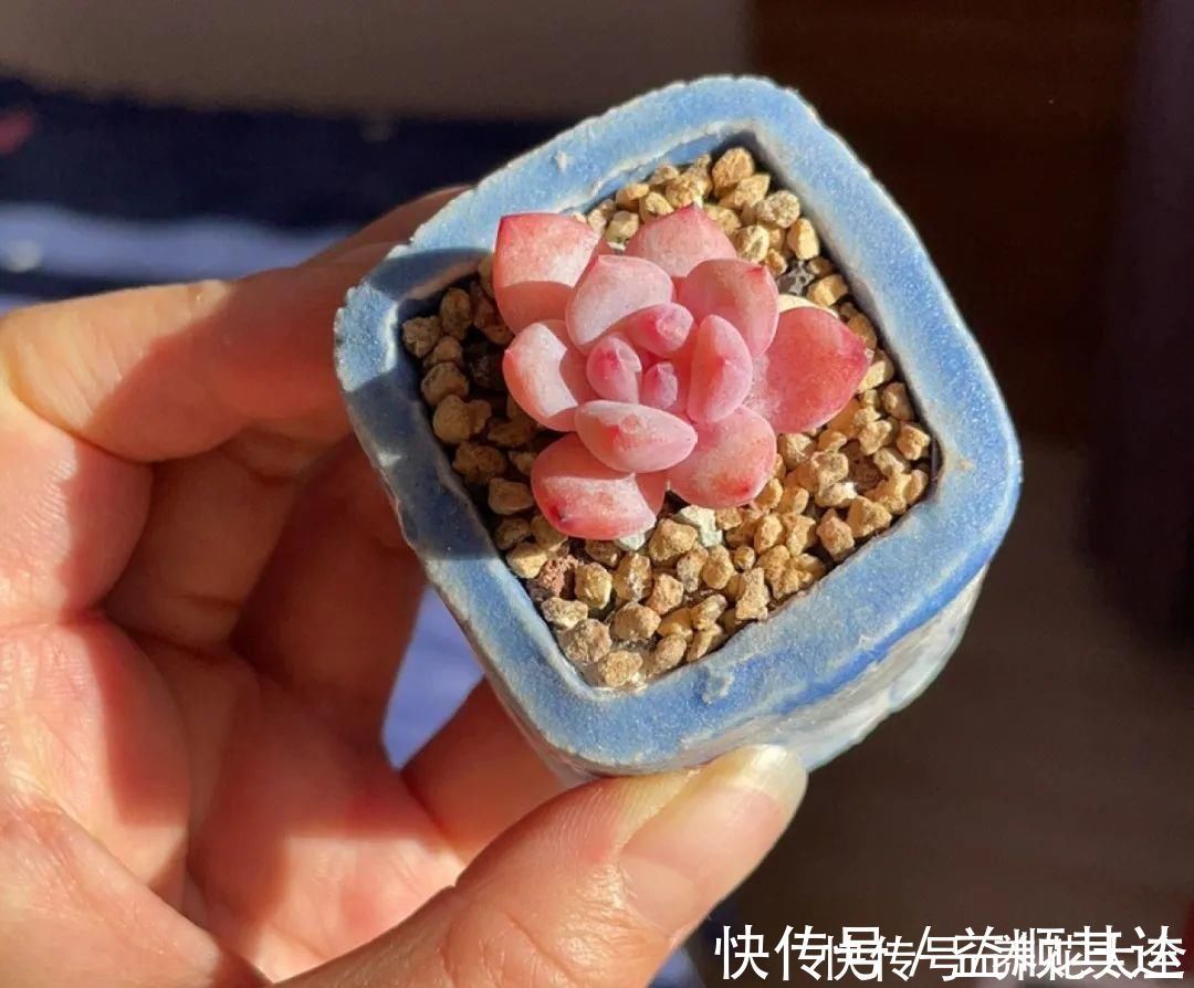 肉肉们|室内养多肉,也能养出水晶果冻色,任谁看到都说好