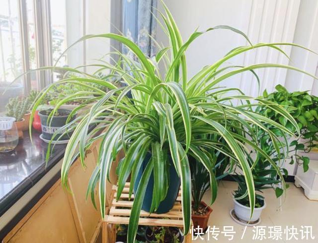 家里“肥料”不够用，出门捡“2种料”，处理后撒盆里，养分足！