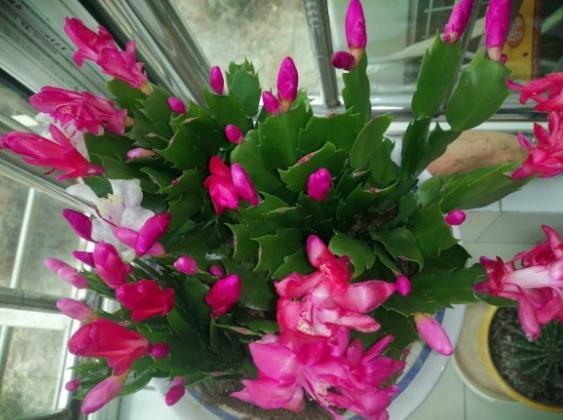 开花期|养殖蟹爪兰,做好4点,冬日开花叶子比花多