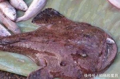 市场上这6种鱼放心购买,都是人工捕捞海鱼,营养丰盛,口感极佳