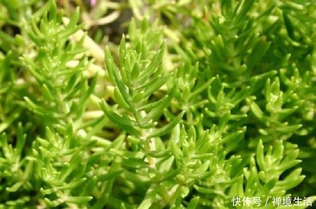 河边1野草,外形蓬松不受人喜,常被当成杂草去除,其实它是1宝!