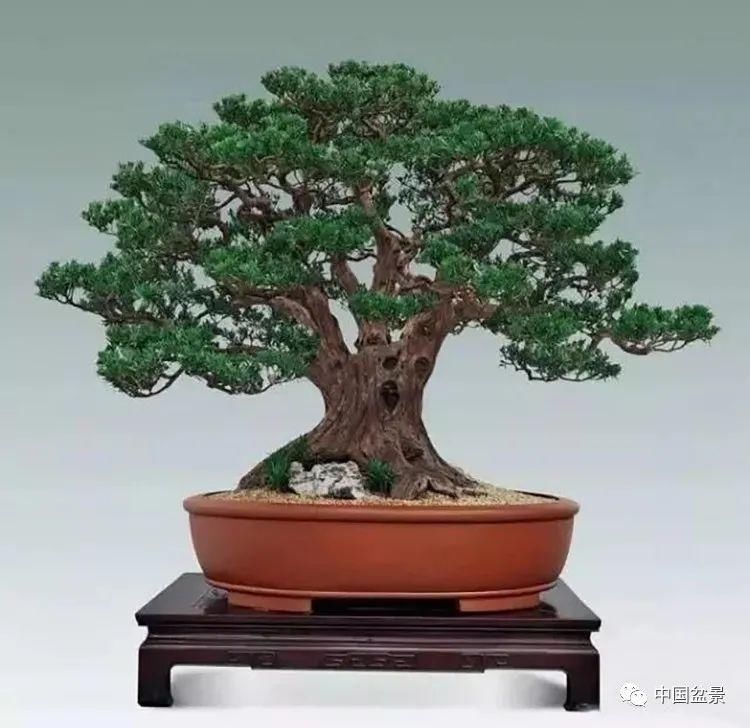 爱好者|这两种盆景能当传家宝,被爱好者当“心头肉”