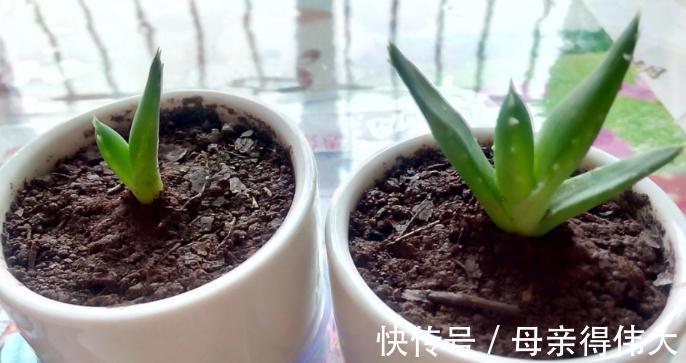 冬至后,盆栽养花有这3种症状该马上换土,一刻都甭多等