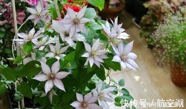 造园|7㎡迷你“阳台造园”小阳台这样布置,也能美成的花园!