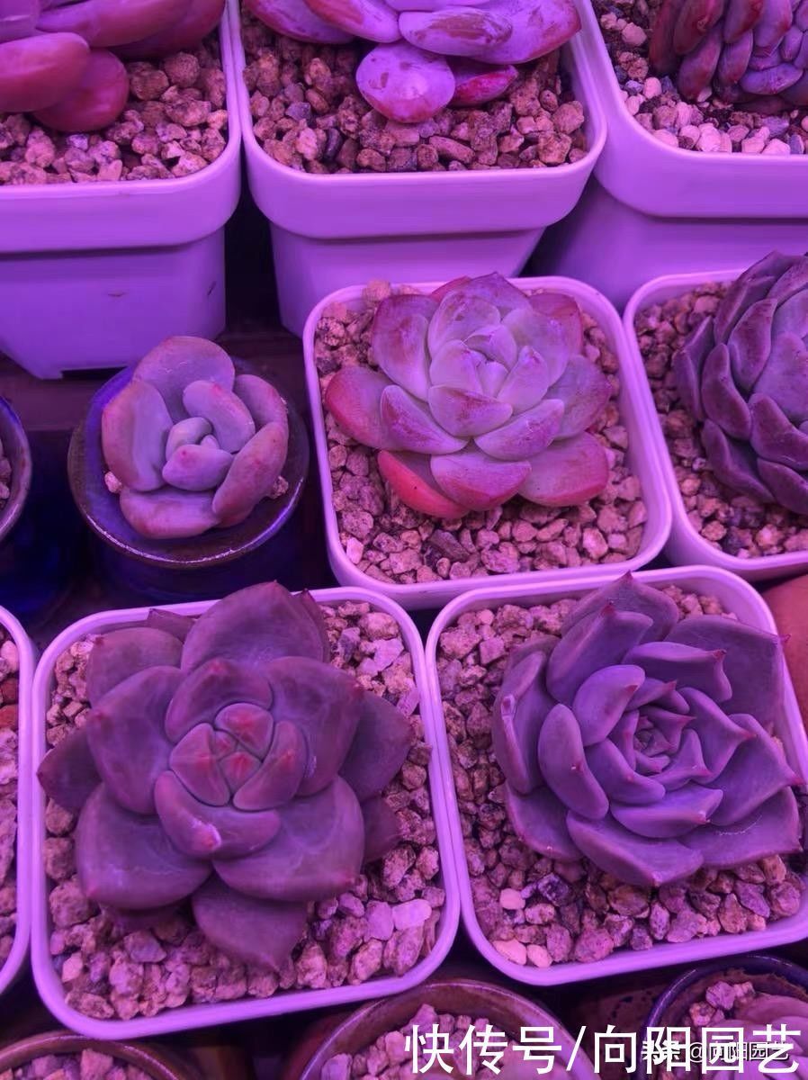 多肉为什么会徒长?哪些原因引起徒长?我们应该如何避免?