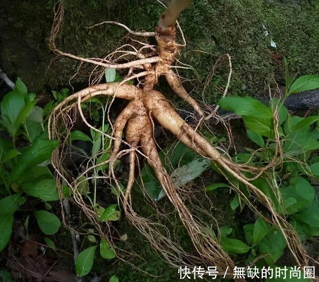 人参煲鸡汤|关东第一大补汤