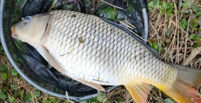 野钓“必选钓位”教学,用盘车鱼竿钓鱼,学会就能钓获野生大鲤鱼