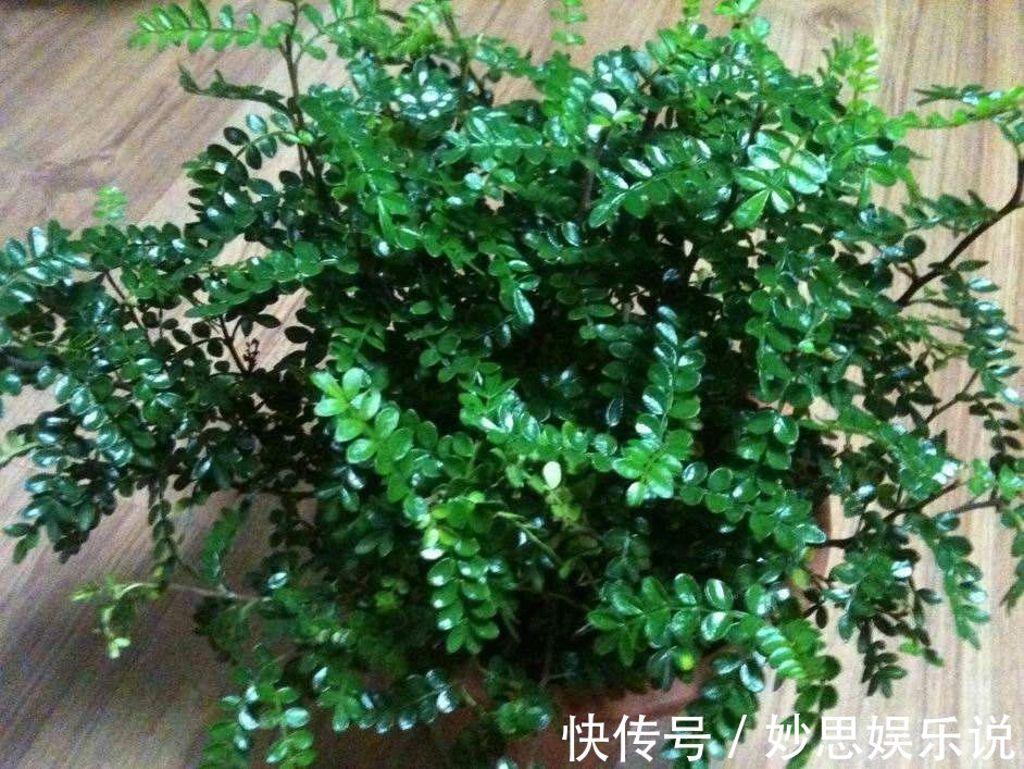 懂养生的人,卧室常养此“5种花”,身心舒畅,好养好看