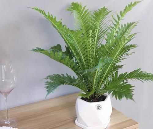 寓意好，代表富贵吉祥，3种“富贵花”，值得养