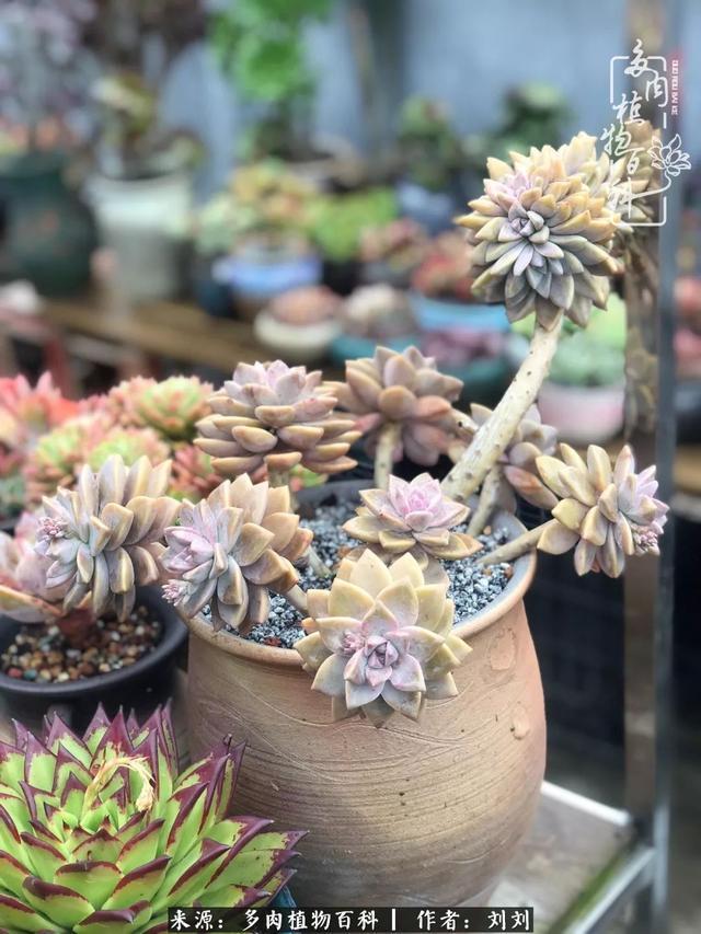 爱多肉，爱生活，我们是一群快乐的养肉人！