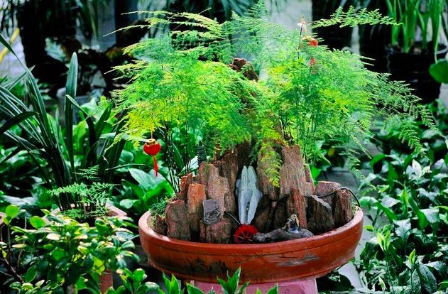 想要养好文竹,需要设置几条“红线”,越线就会枯萎,花友要注意