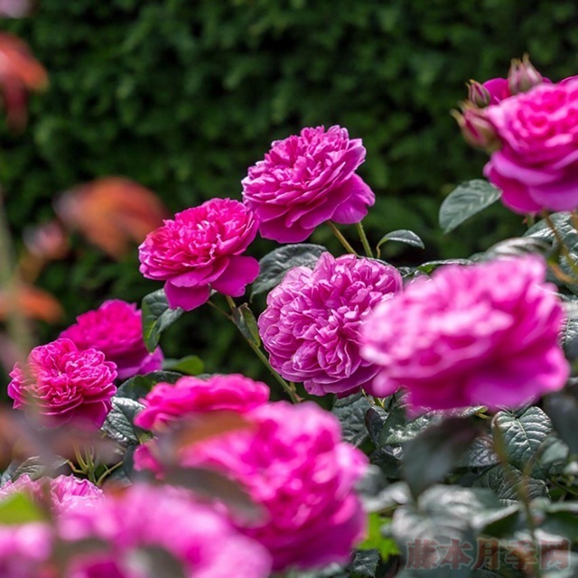 喜欢玫瑰，首选这款“精品玫瑰”詹姆斯玫瑰，花型丰满，富贵华美