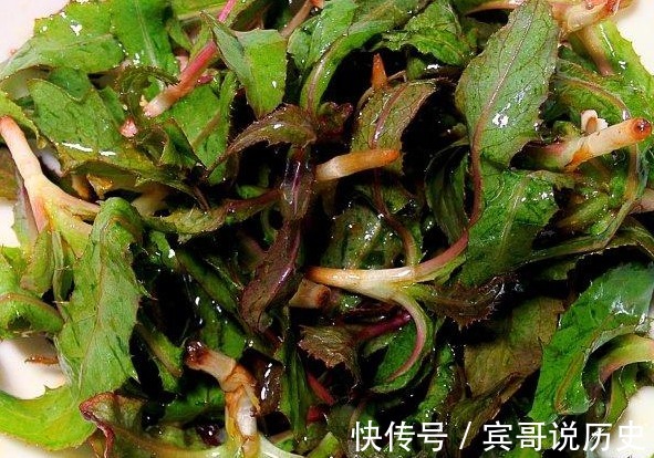 曲麻菜|北方常见的野菜曲麻菜,开春后吃最好,叶子最嫩,食疗功效最佳