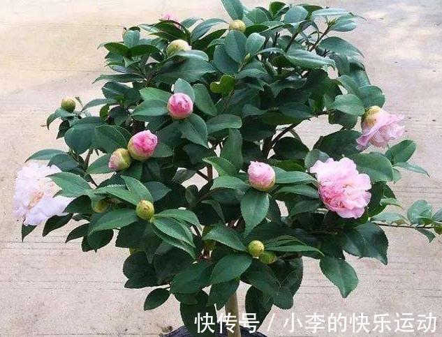 茶花上市了,买回家不会养,做好4件事,不掉花苞,好养活