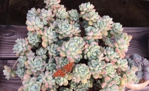 养多肉有4忌,避开了才能长得胖乎乎,独苗变成群生小老桩