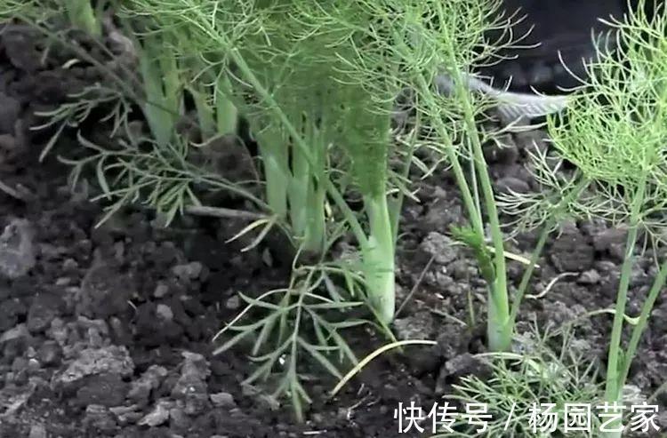 土茴香|农村这种植物，会散发令人刺鼻的气味，殊不知它全身都是宝