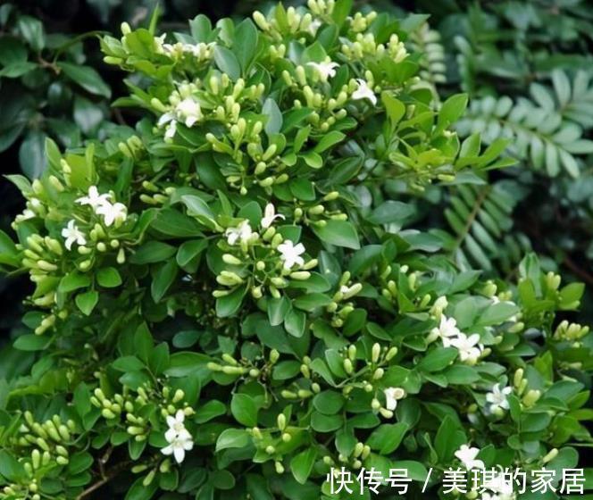 浇水|家里种上1种“香水花”,清香四溢空气更清新,一开就是小半年
