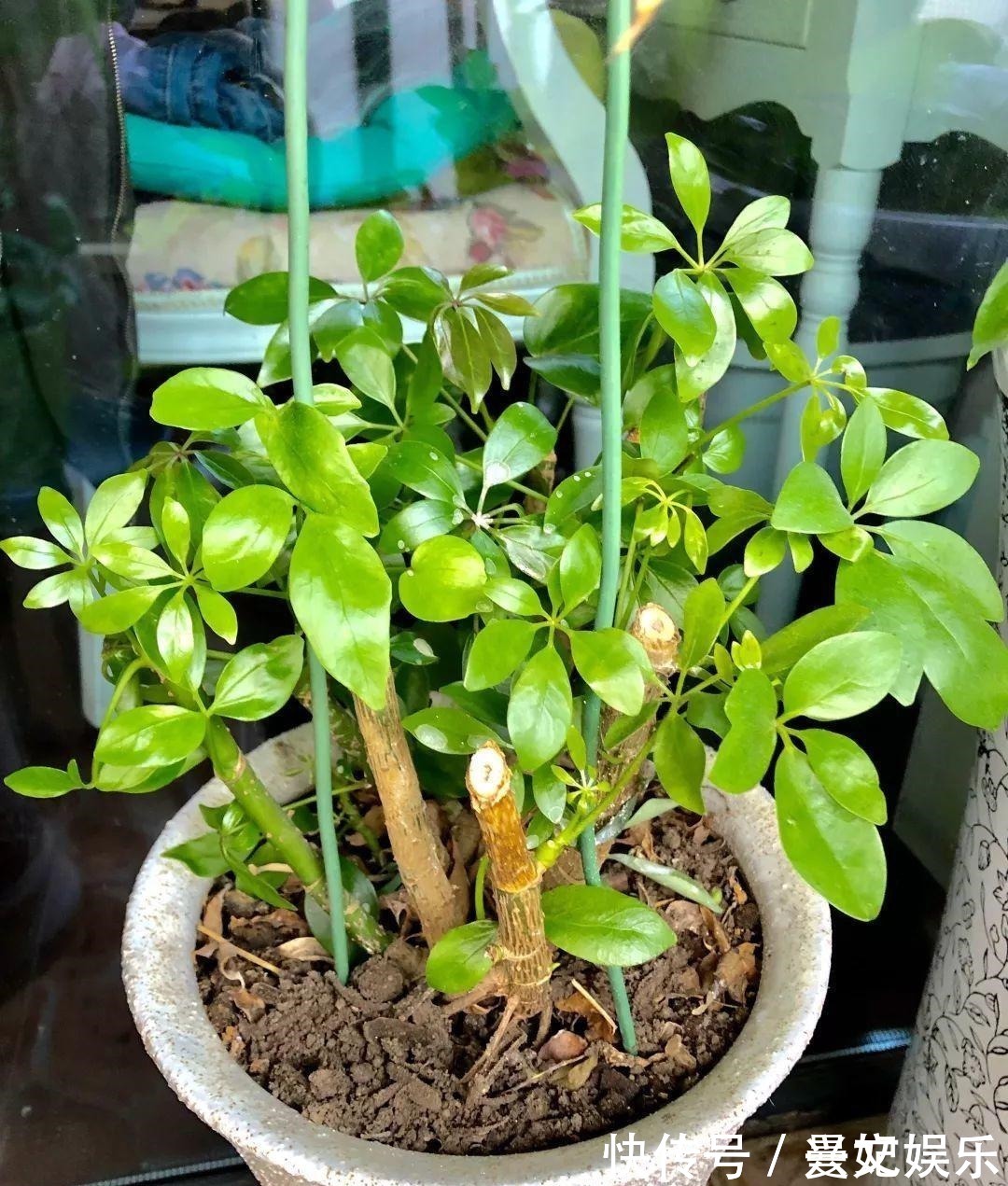 3种招财树,想养别花钱,掐个枝就生根,能得一大盆!