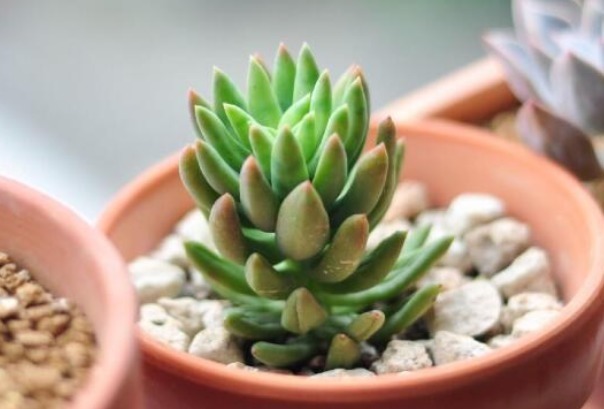 花语|此花就像佛祖张开的大手,花语是带有善意的,象征着无私的祝福!