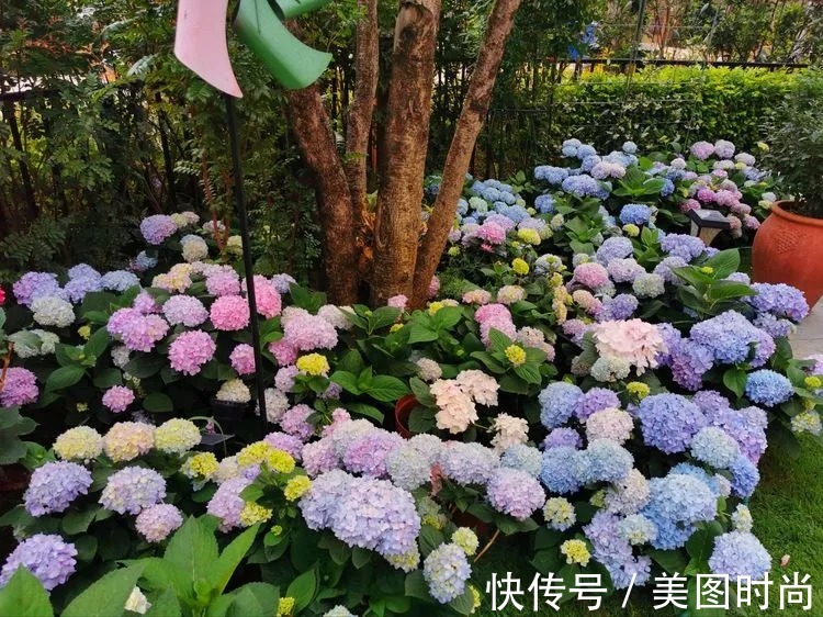 下午茶|一楼430㎡大院子，用1年半建成花园，网友：你这是建了个公园吧？