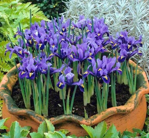 蓝雪花|喜欢养花,推荐你种这4款,耐寒又耐热,夏天开出一片花海