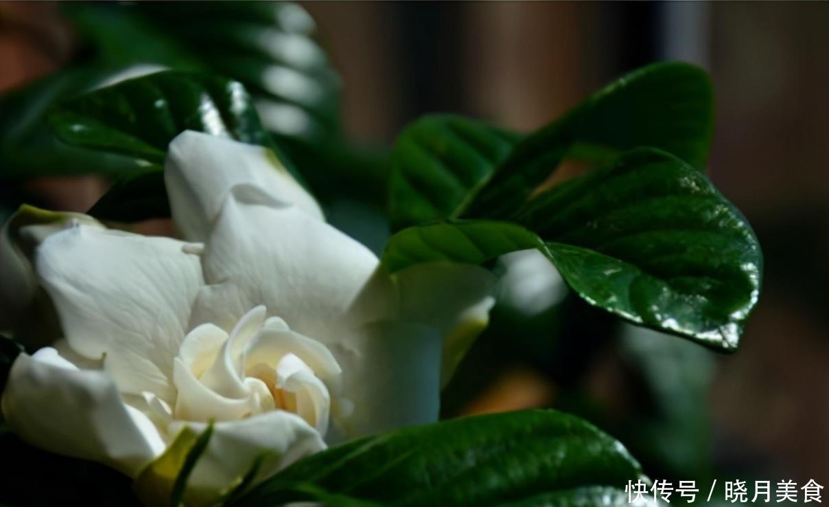 栀子花的花蕾开不了?做好一点,叶子水灵灵,花苞完美绽放