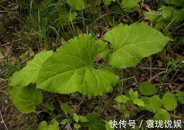 清热解毒|只有在春季农村才会有的野菜,清热解毒,你最爱吃哪种