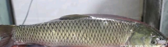 菊花|做菊花鱼最好的方法是掌握步骤,开胃提神