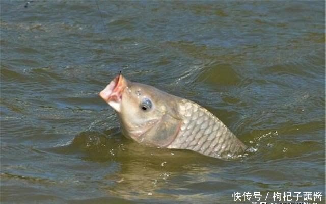 惊蛰到,鱼儿跳!仲春三月鱼应该这样钓,注意变化之中找规律