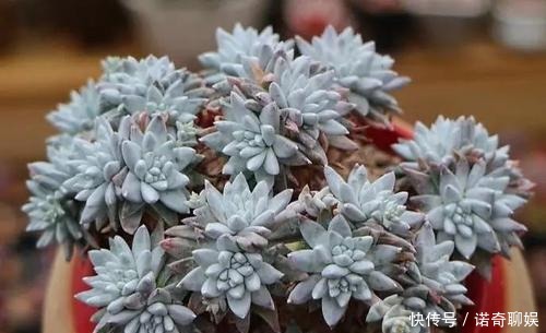 多肉达人给你推荐几款多肉,便宜好养容易出状态,适合新手!